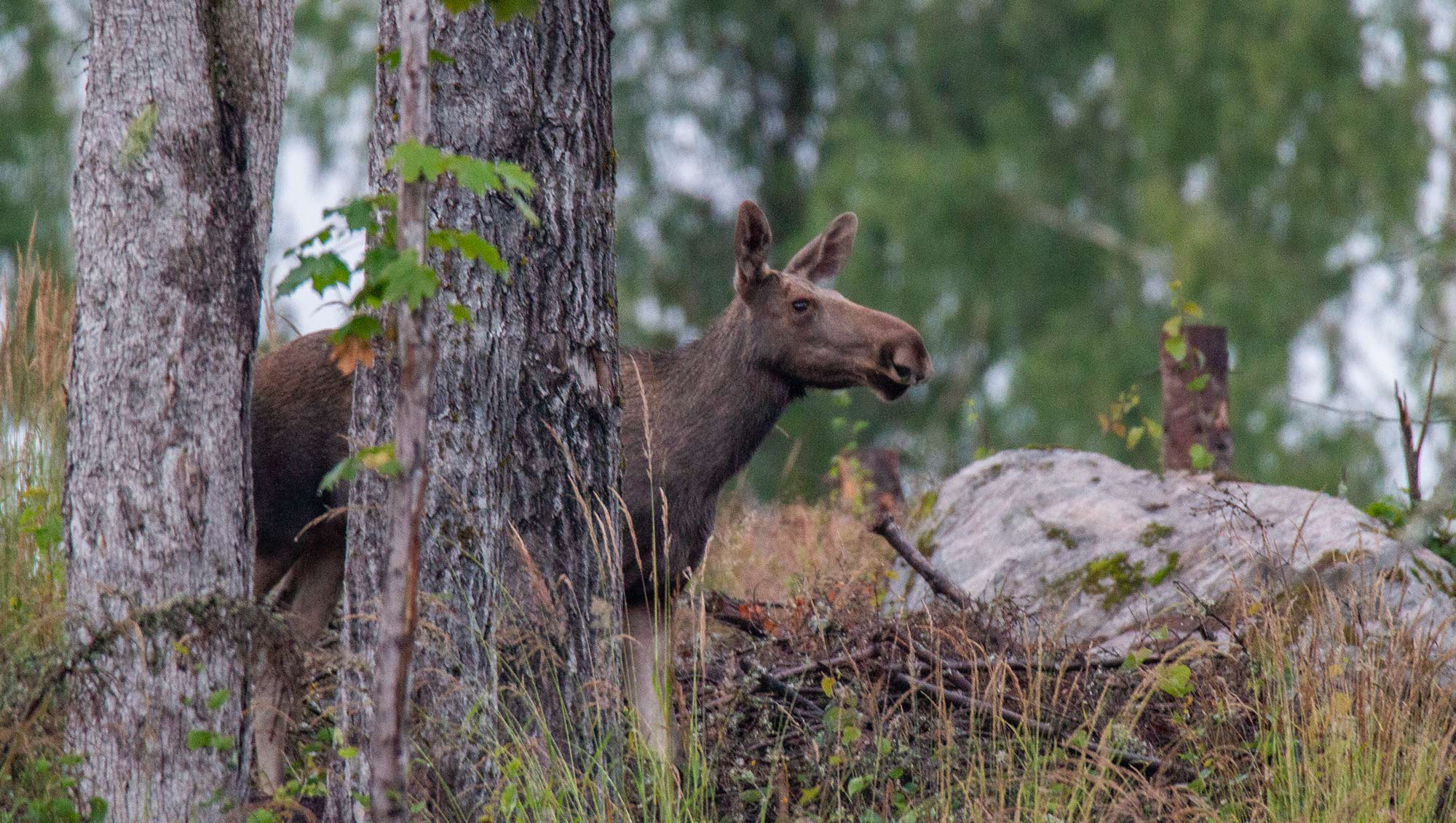 2000x1130_moose_rain